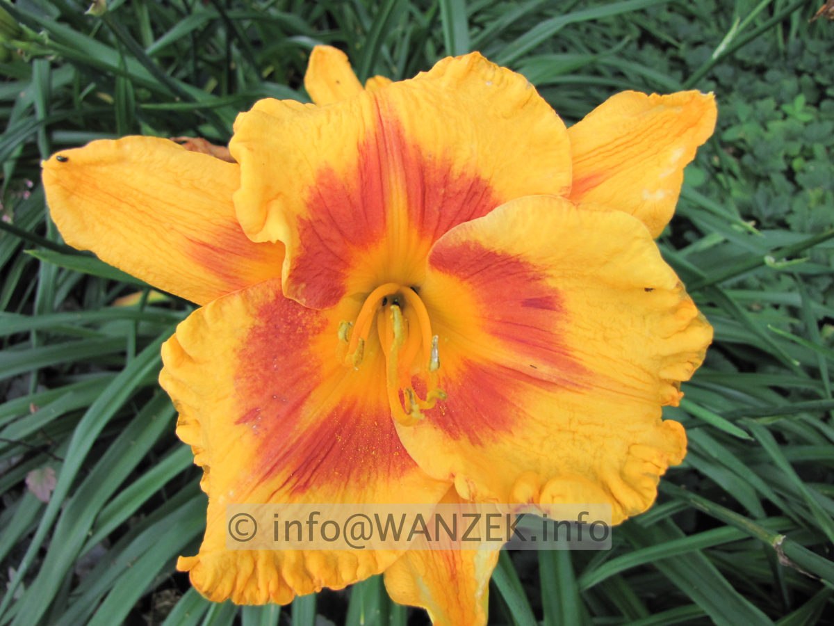 Hemerocallis Fooled Me 4.JPG